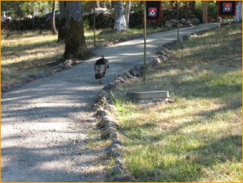 A wild turkey on the path, heading up toward the gate