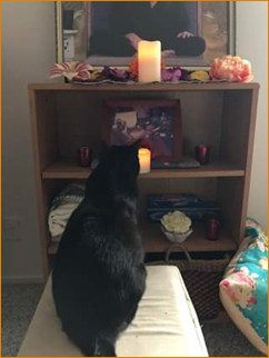 Even the cat in His House can do it.