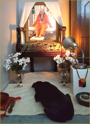 The dog in My House can do it. So can you.