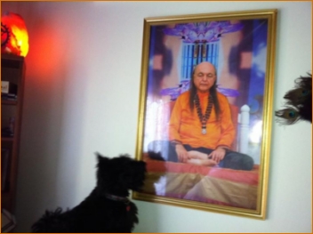 The dog in My House can do it. So can you.