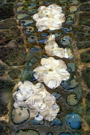 Quandra Loka MCV (2003_51_14a), 2003