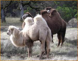 Sacred Camel Gardens