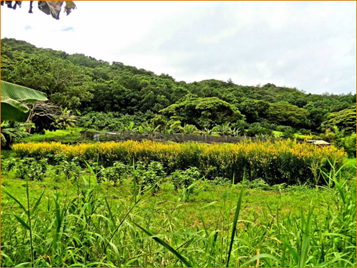 Naitauba farms before the cyclone