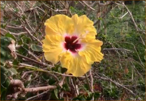 Naitauba begins to bloom again