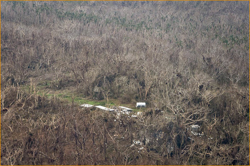 Devastation to the trees
