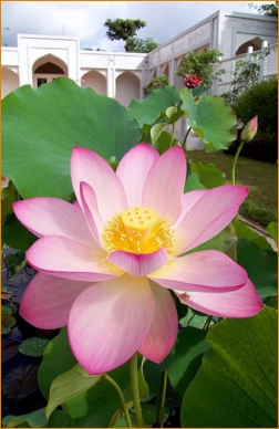 A lotus in bloom in front of Free Standing Man