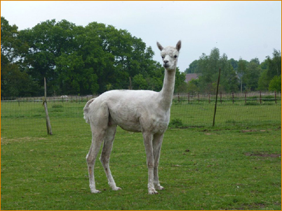 resident alpaca, Desperado (freshly shorn)