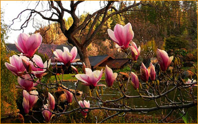 outside the Manner Of Flowers