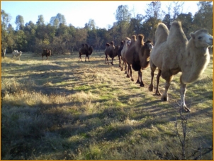 Sacred Camel Gardens