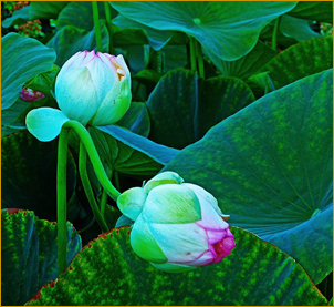 Pre-blooming lotuses at the Mountain Of Attention