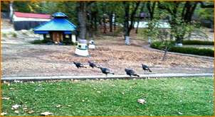 Sanctuary turkeys