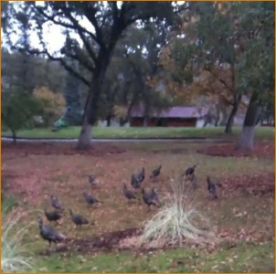Sanctuary turkeys