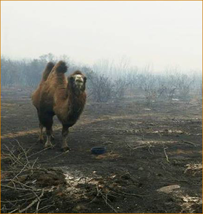 The Valley Fire at The Mountain Of Attention