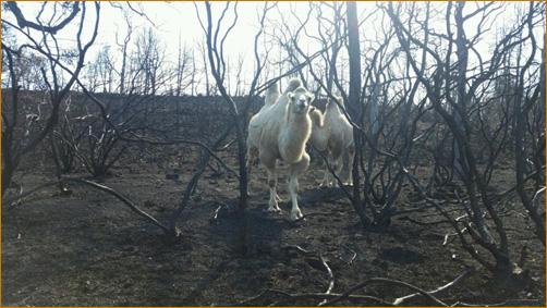 The Valley Fire at The Mountain Of Attention