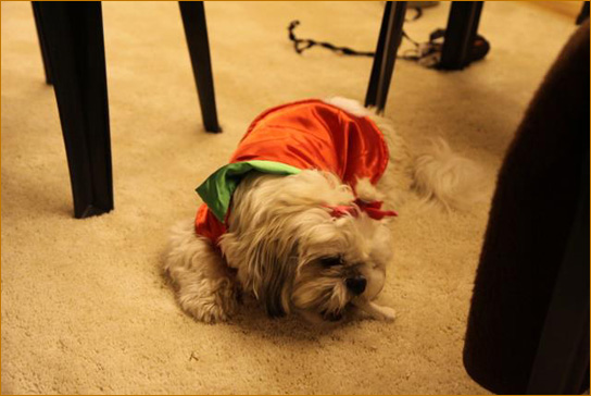 <SPAN STYLE="font-size=9px;font-weight=bold;">Tree trimming at the European Danda, Maria Hoop, The  Netherlands, 2012